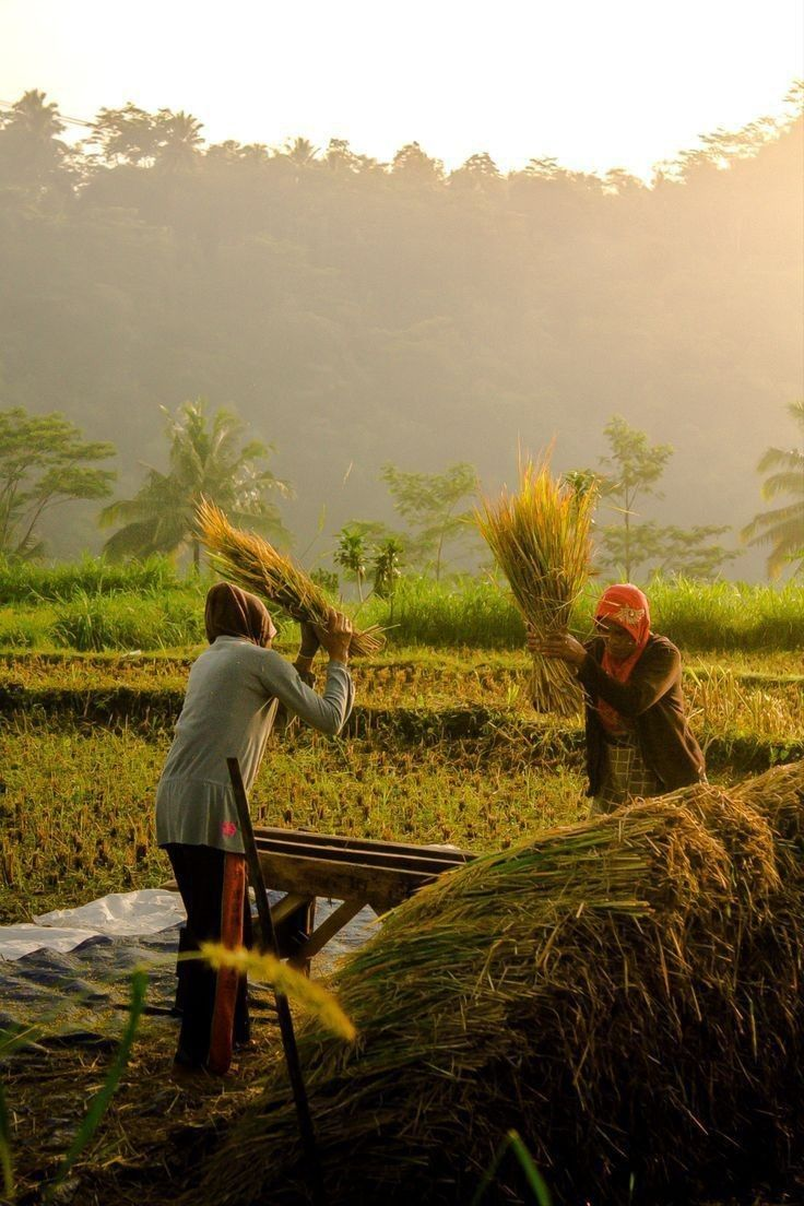 Rice harvest supporting biomass supply in Lamongan